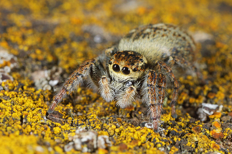 Carrhotus xanthogramma -